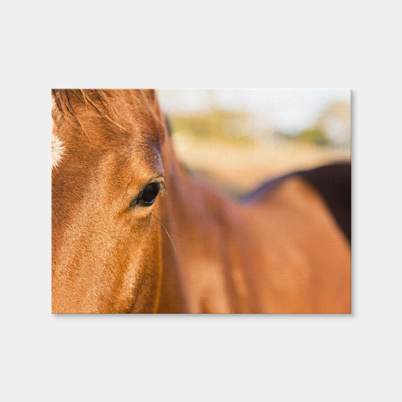 AUTO-MOCKUP WHITE | Brown Quarter Horse | 1 Piece | Gallery Wrap Canvas | group=4x3