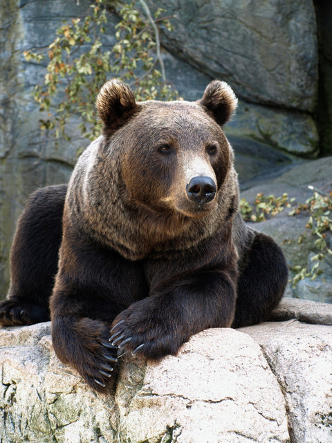 Brown grizzly bear Wall Art