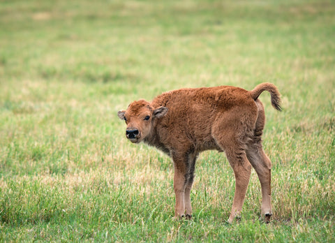 Buffalo Calf Wall Art