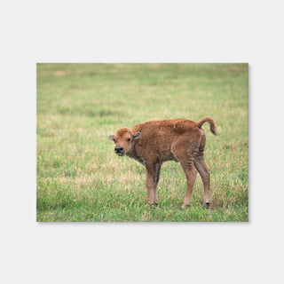 AUTO-MOCKUP WHITE | Buffalo Calf | 1 Piece | Gallery Wrap Canvas | group=4x3