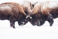 Buffalo Fighting in Yellowstone Wall Art