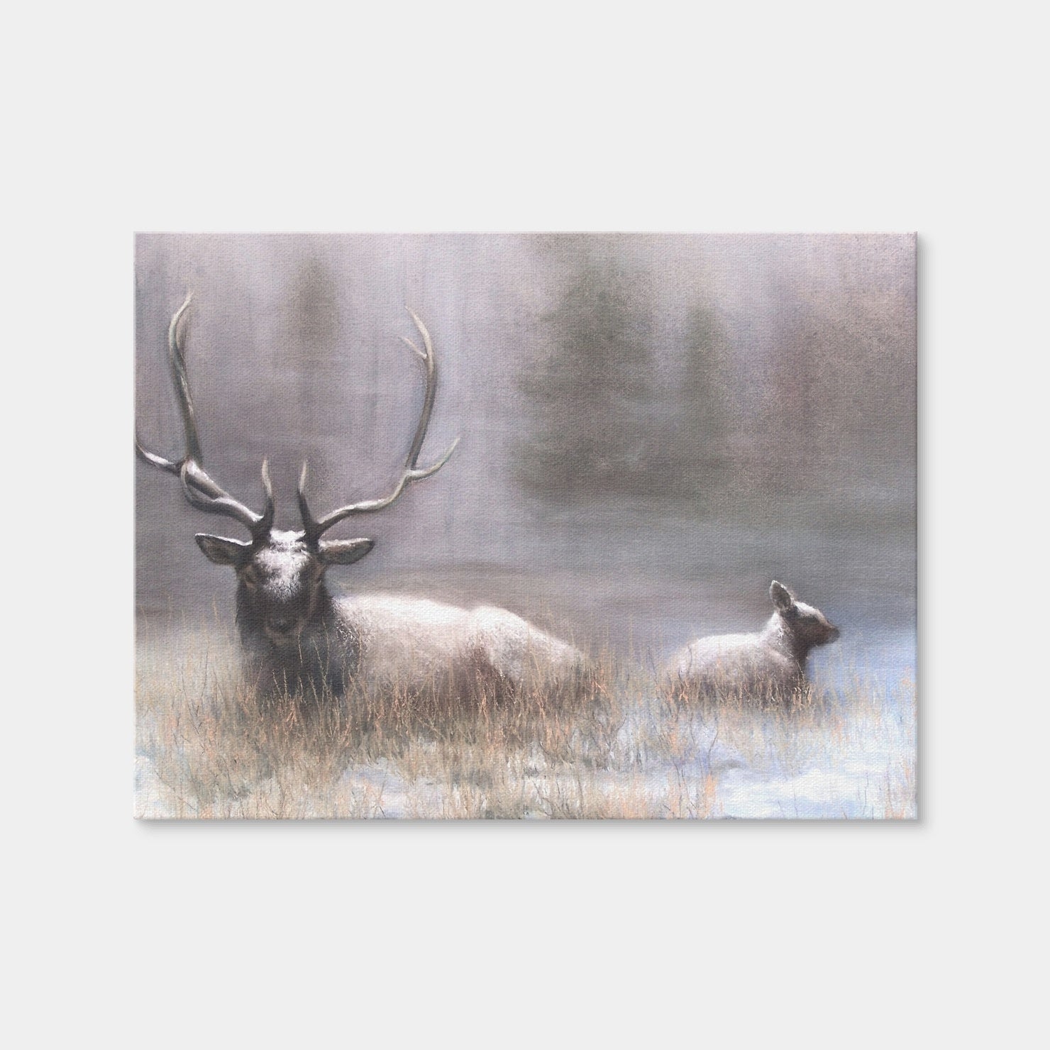 AUTO-MOCKUP WHITE | Bull Elk & Calf | 1 Piece | Gallery Wrap Canvas | group=4x3