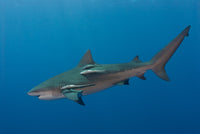 Bull Shark Wall Art