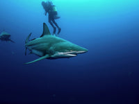 Bull Shark & Diver Wall Art