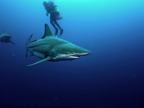 Bull Shark & Diver Wall Art