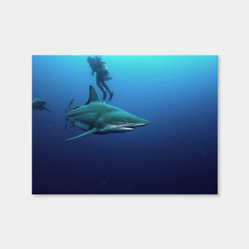 AUTO-MOCKUP WHITE | Bull Shark & Diver | 1 Piece | Gallery Wrap Canvas | group=4x3