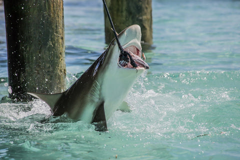 Bull Shark Snacking Wall Art