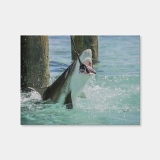 AUTO-MOCKUP WHITE | Bull Shark Snacking | 1 Piece | Gallery Wrap Canvas | group=4x3