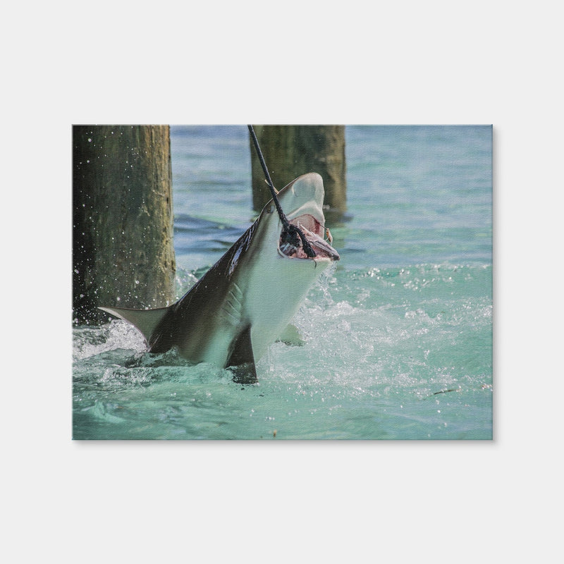 AUTO-MOCKUP WHITE | Bull Shark Snacking | 1 Piece | Gallery Wrap Canvas | group=4x3