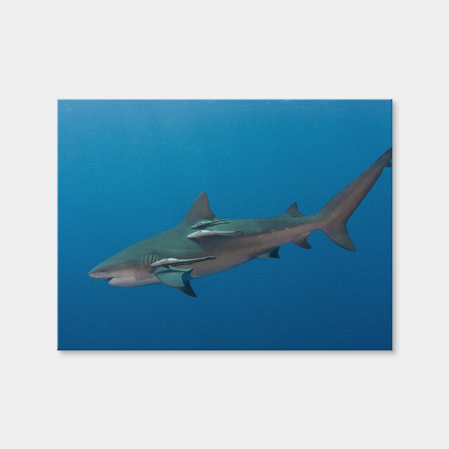 AUTO-MOCKUP WHITE | Bull Shark | 1 Piece | Gallery Wrap Canvas | group=4x3