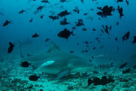 Bull Shark and Reef Fish Wall Art