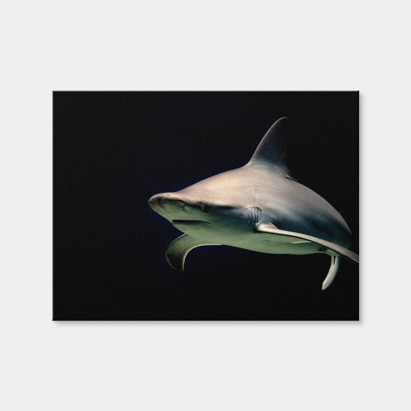 AUTO-MOCKUP WHITE | Bull Shark at Night | 1 Piece | Gallery Wrap Canvas | group=4x3