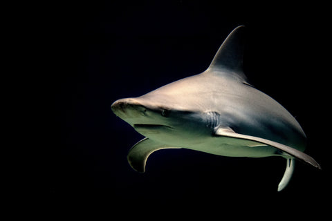 Bull Shark at night Wall Art