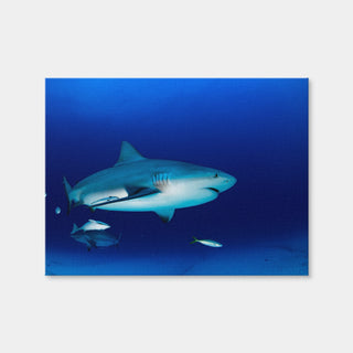 AUTO-MOCKUP WHITE | Bull Shark in the Blue Ocean | 1 Piece | Gallery Wrap Canvas | group=4x3