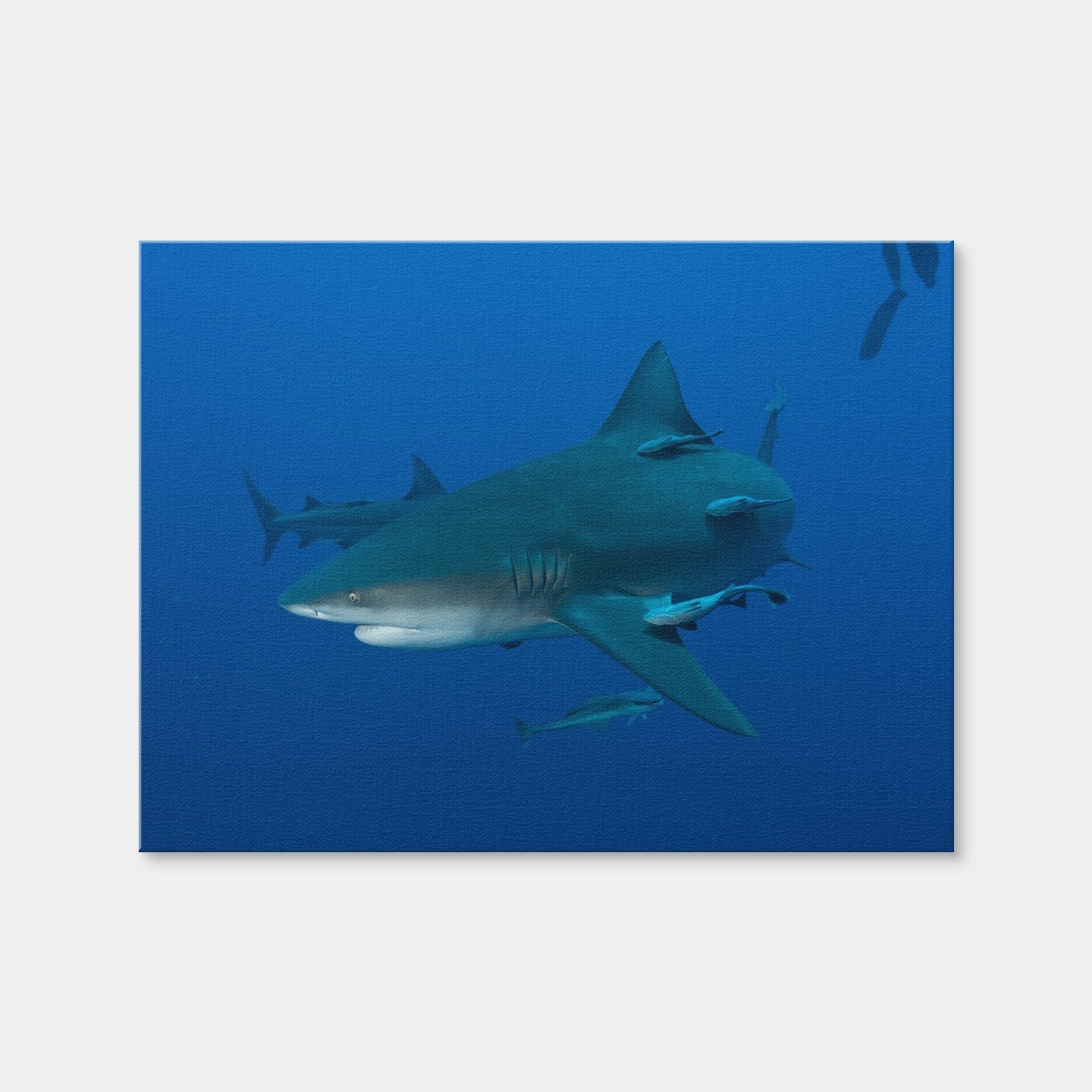 AUTO-MOCKUP WHITE | Bull shark and Remoras | 1 Piece | Gallery Wrap Canvas | group=4x3