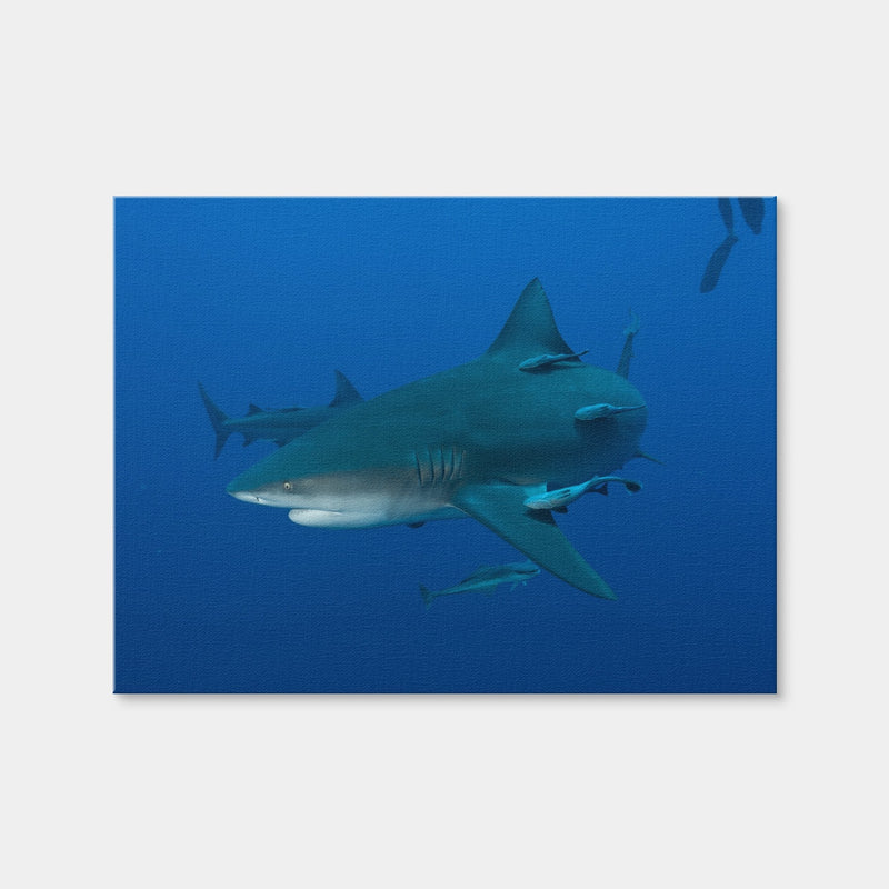 AUTO-MOCKUP WHITE | Bull shark and Remoras | 1 Piece | Gallery Wrap Canvas | group=4x3