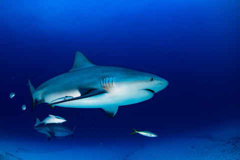 Bull shark in the blue ocean Wall Art