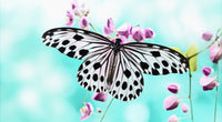 Butterfly Wall Art