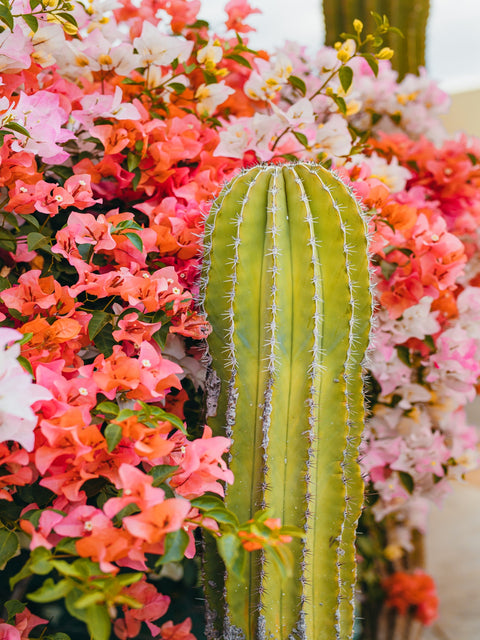 Cactus & Flowers Wall Art