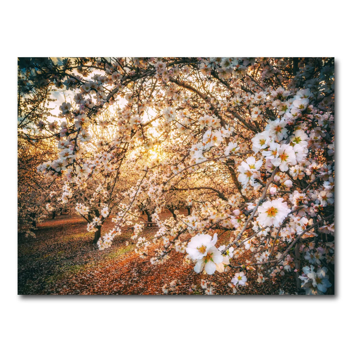 California Blossom Trail Wall Art