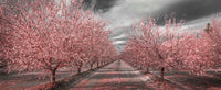California Pink Blossoms Wall Art