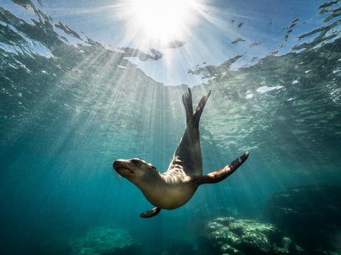 California Sea Lion Wall Art