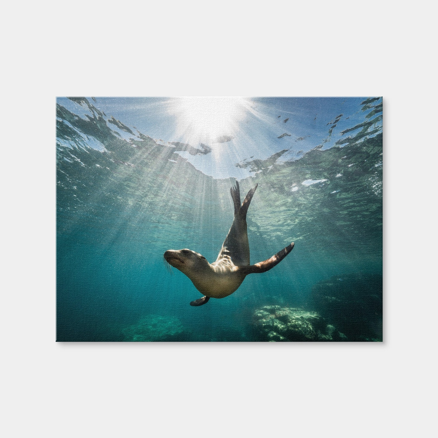 AUTO-MOCKUP WHITE | California Sea Lion | 1 Piece | Gallery Wrap Canvas | group=4x3