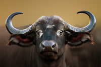 Cape Buffalo - Kruger National Park Wall Art