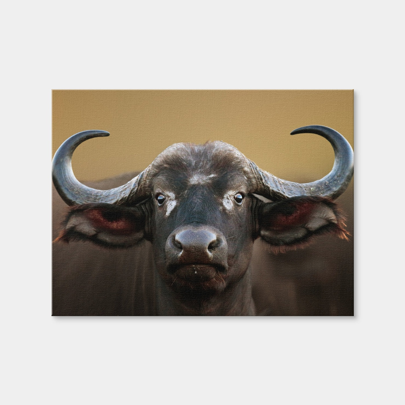AUTO-MOCKUP WHITE | Cape Buffalo - Kruger National Park | 1 Piece | Gallery Wrap Canvas | group=4x3
