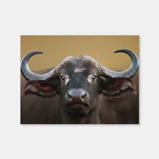 AUTO-MOCKUP WHITE | Cape Buffalo - Kruger National Park | 1 Piece | Gallery Wrap Canvas | group=4x3