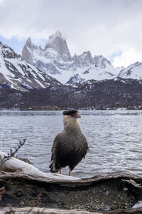 Carcara and Fitz Roy Wall Art