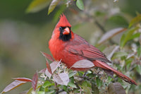 Cardinal Perched Wall Art