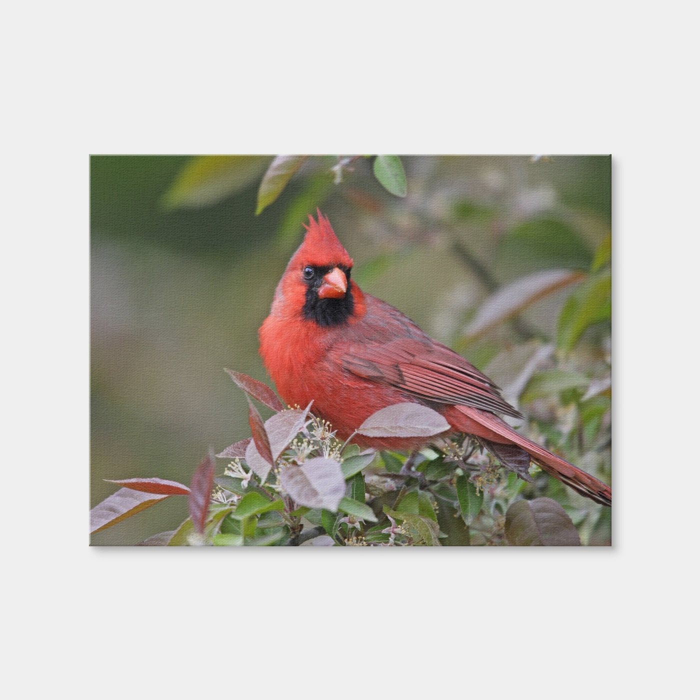 AUTO-MOCKUP WHITE | Cardinal Perched | 1 Piece | Gallery Wrap Canvas | group=4x3