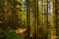 Cascade Pass Wall Art