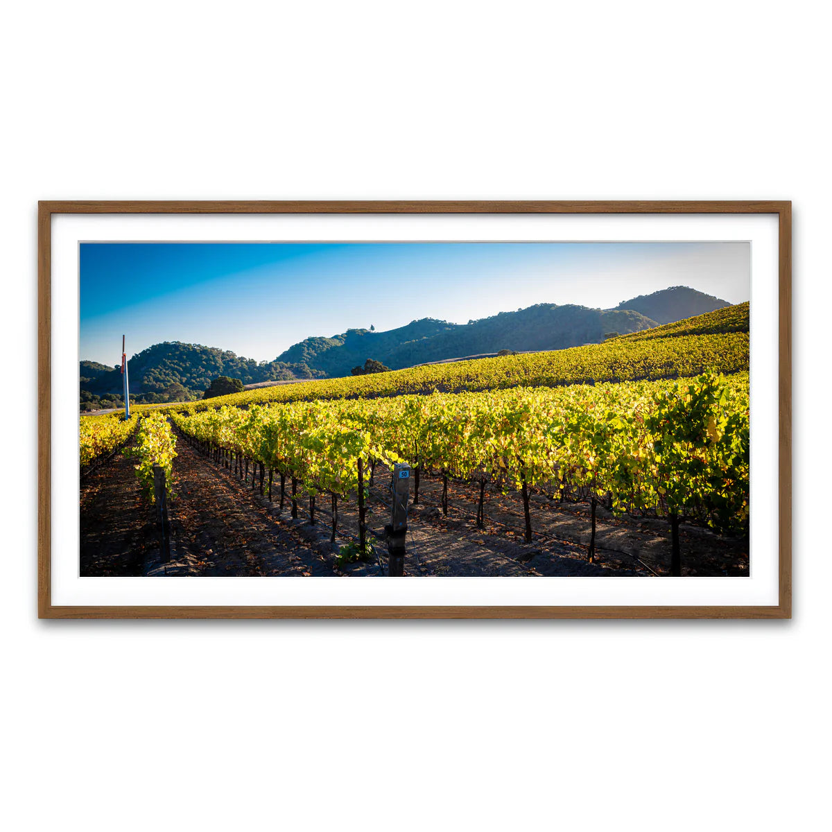 Central California Vineyard Wall Art