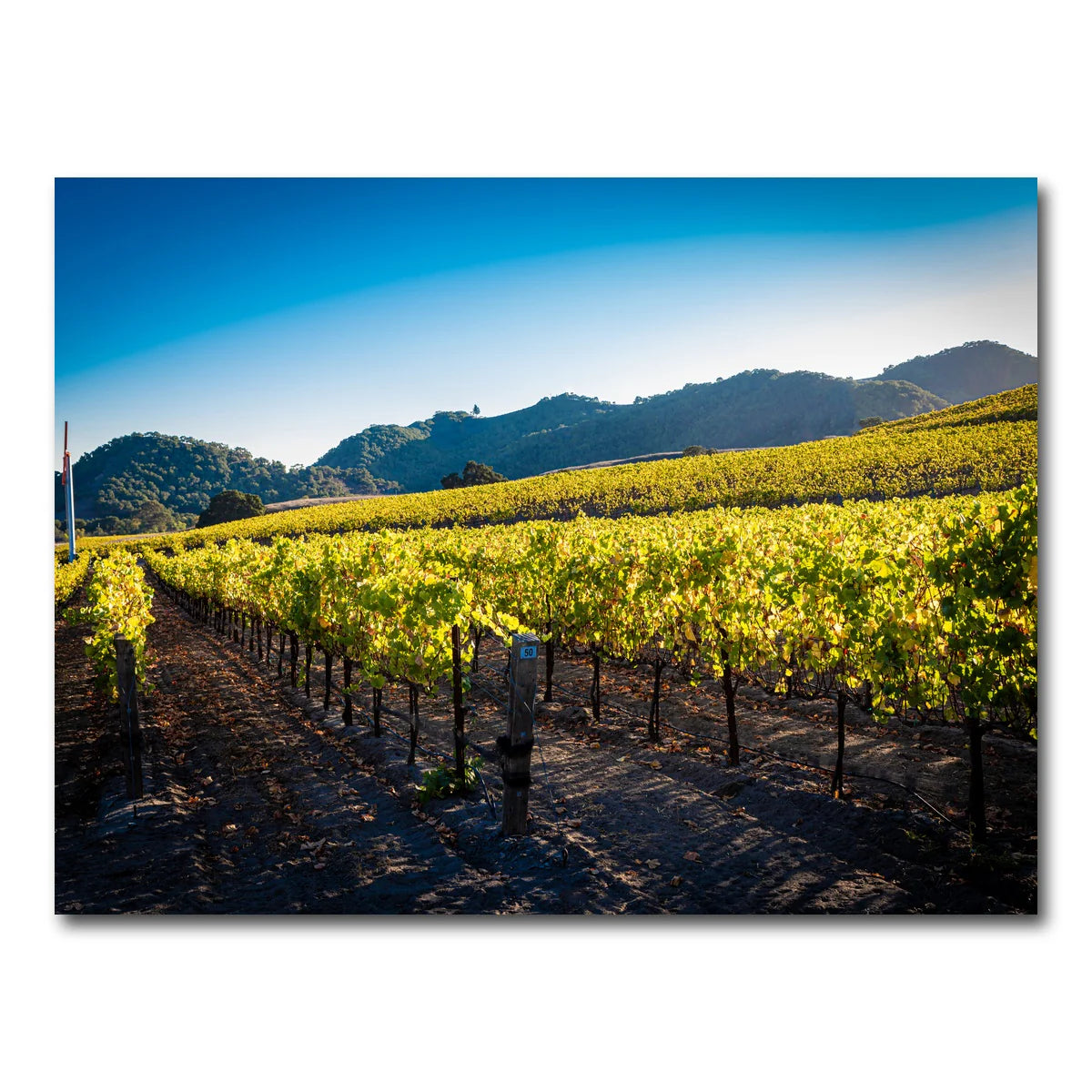 Central California Vineyard Wall Art