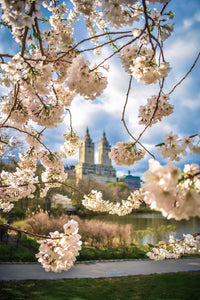 Central Park Cherry Blossoms Wall Art