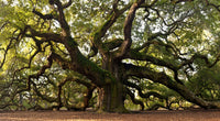 Charleston angel oak Wall Art