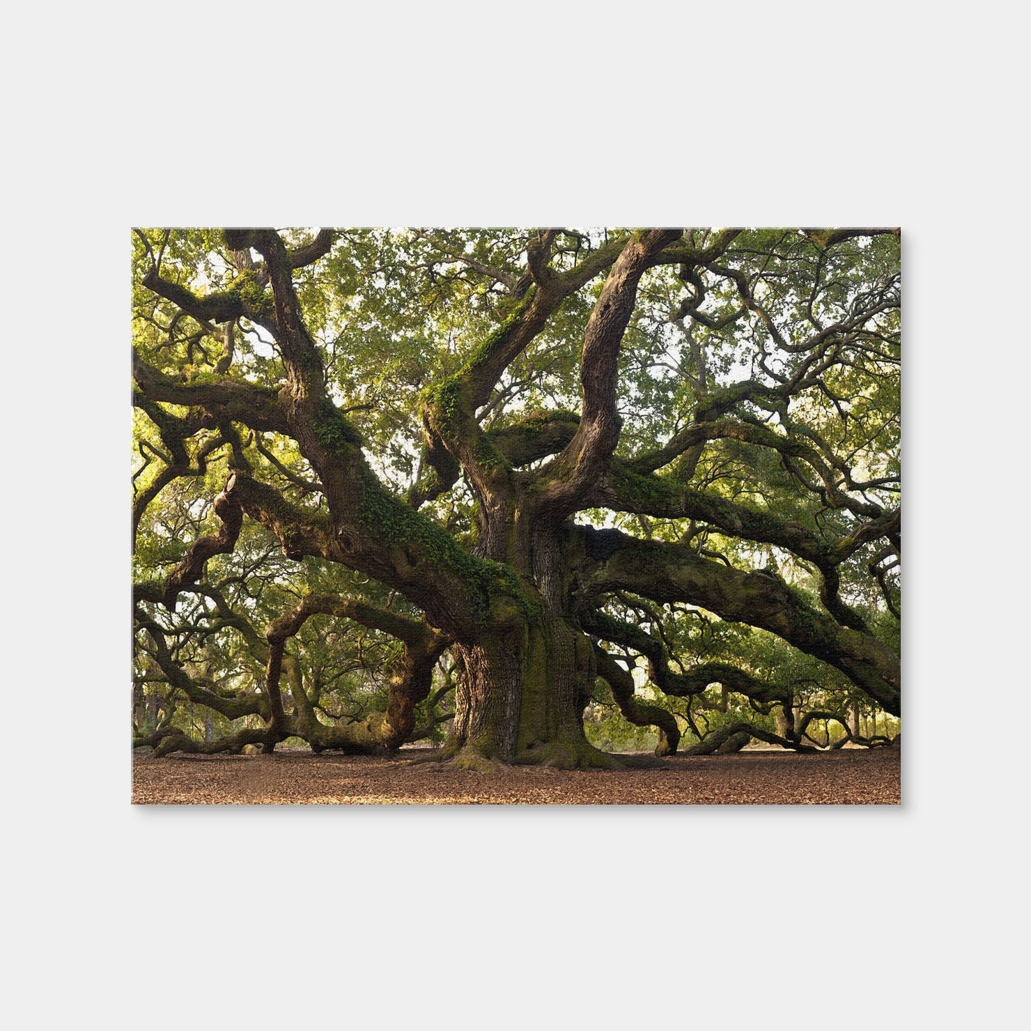 AUTO-MOCKUP WHITE | Charleston Angel Oak | 1 Piece | Gallery Wrap Canvas | group=4x3