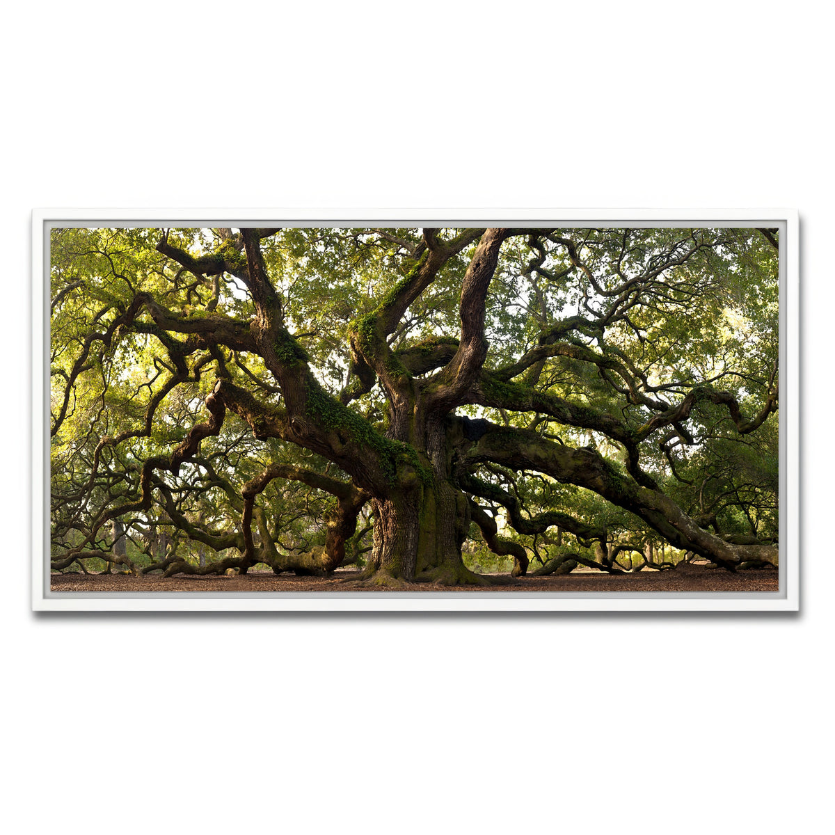 AUTO-MOCKUP WHITE | Charleston angel oak | 1 Piece | White Frame | group=2x1