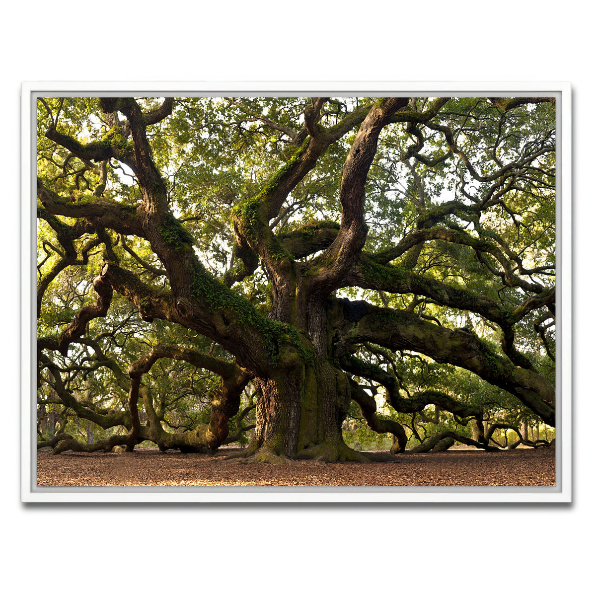 AUTO-MOCKUP WHITE | Charleston angel oak | 1 Piece | White Frame | group=4x3