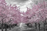 Charming Cherry Blossom Alley Wall Art