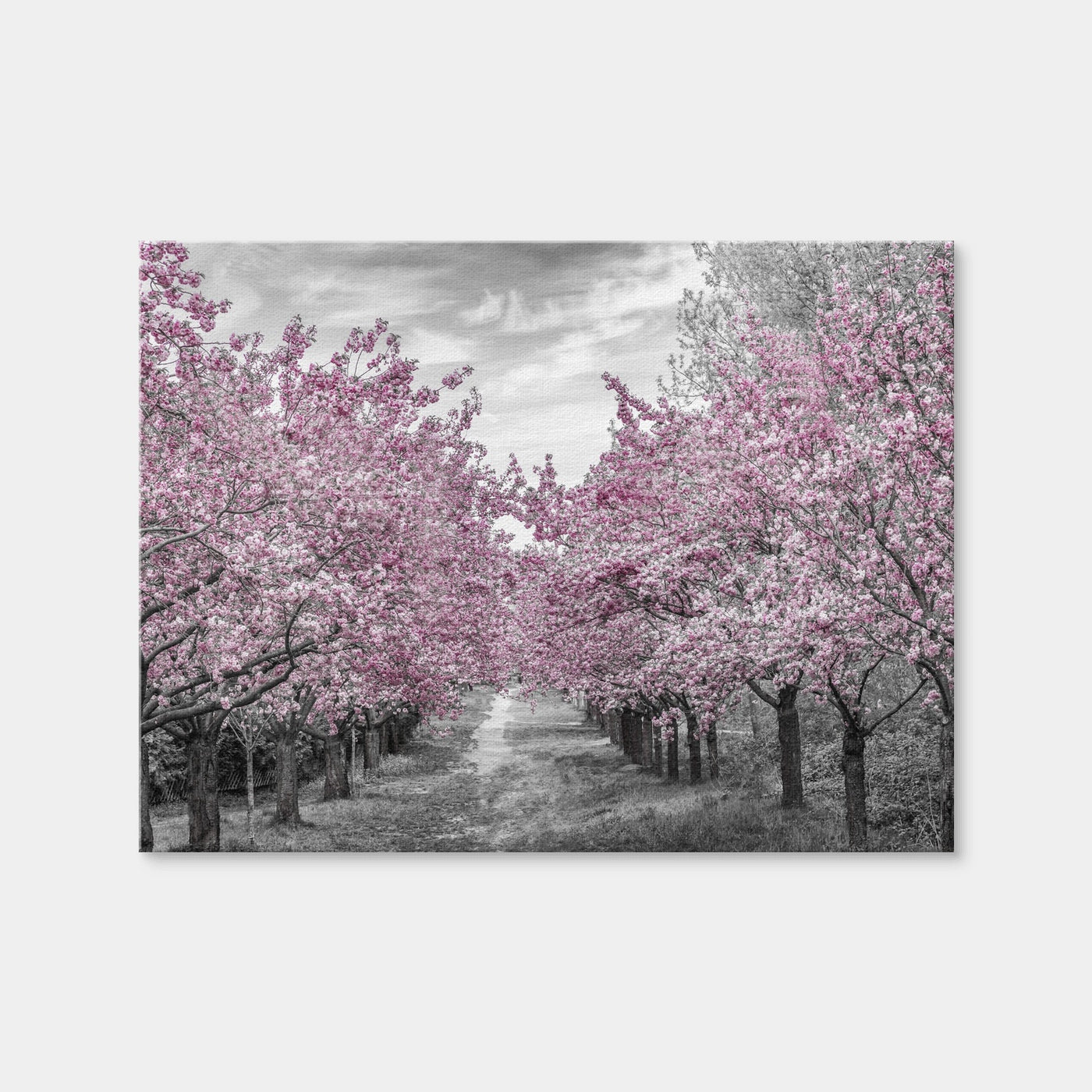 AUTO-MOCKUP WHITE | Charming Cherry Blossom Alley | 1 Piece | Gallery Wrap Canvas | group=4x3