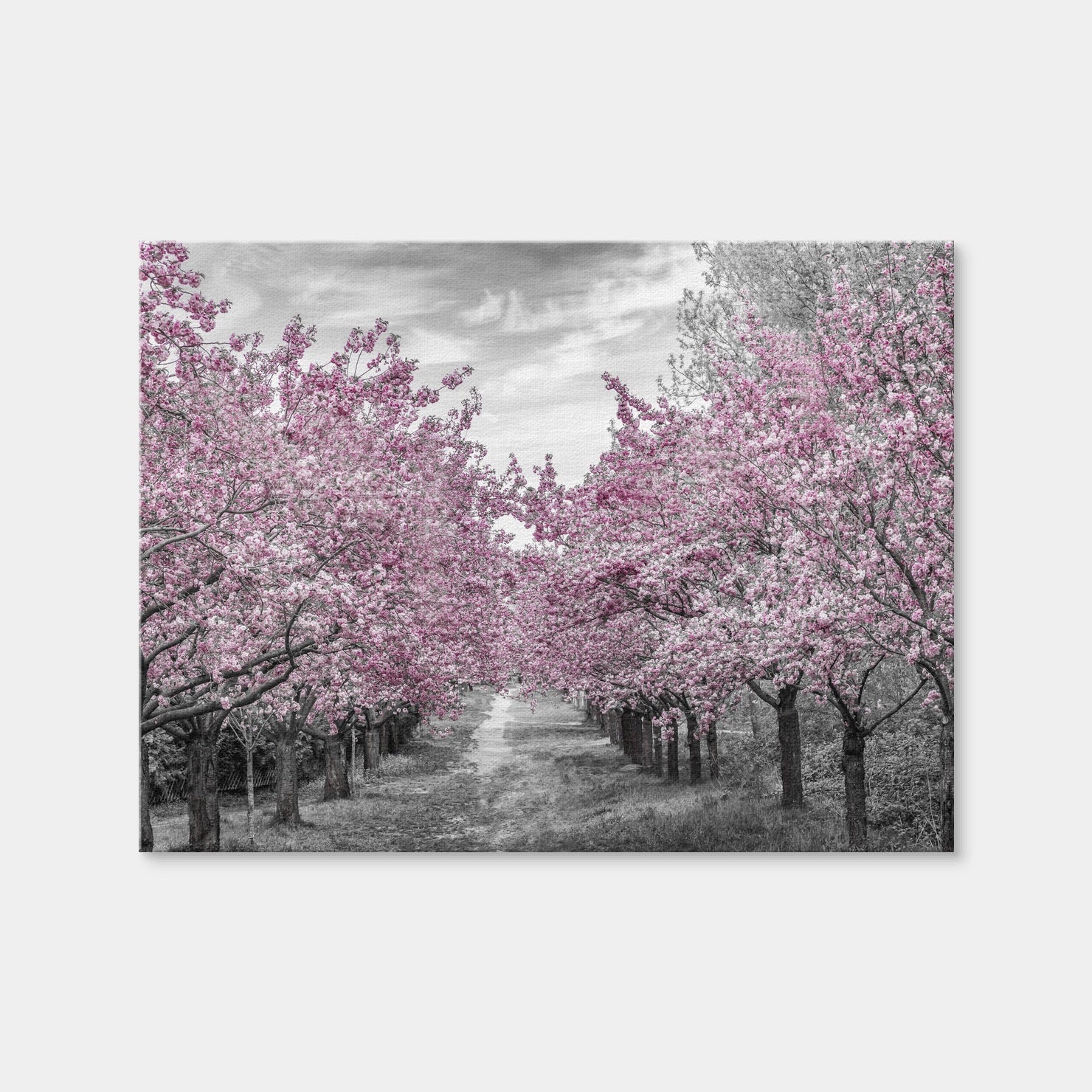 AUTO-MOCKUP WHITE | Charming Cherry Blossom Alley | 1 Piece | Gallery Wrap Canvas | group=4x3