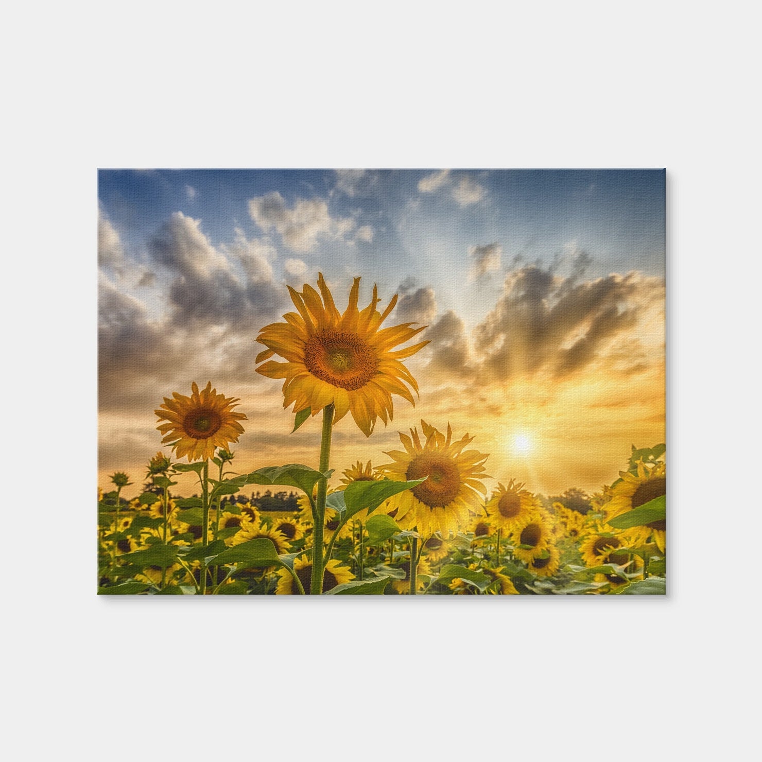 AUTO-MOCKUP WHITE | Charming Sunflowers in Sunset | 1 Piece | Gallery Wrap Canvas | group=4x3