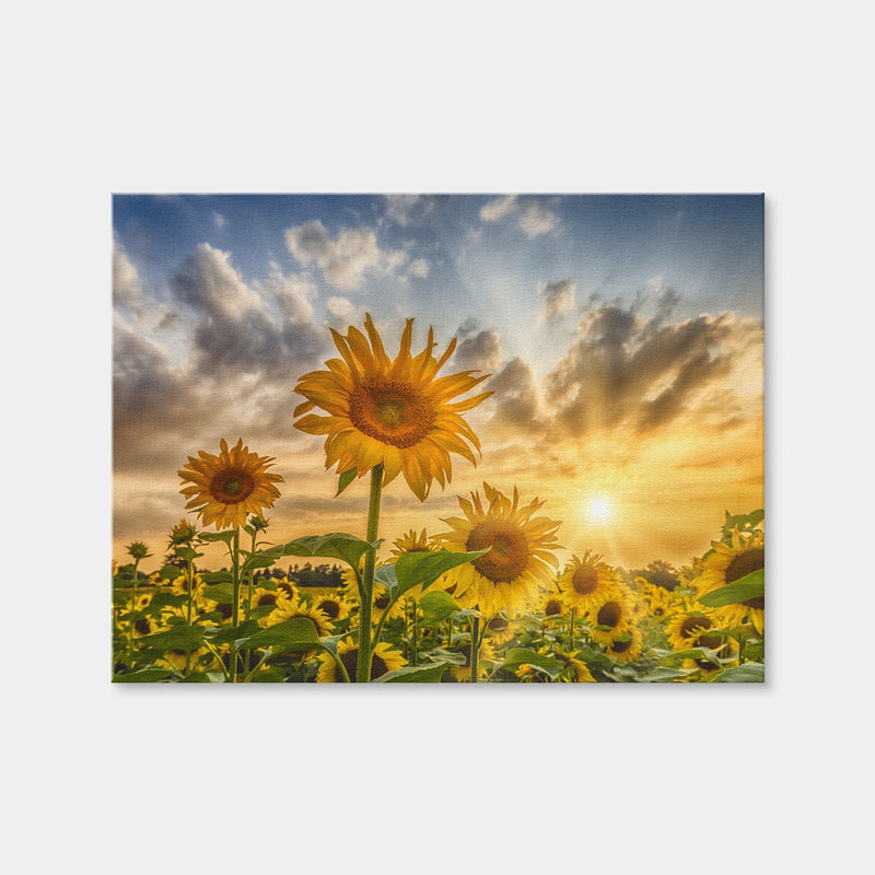 AUTO-MOCKUP WHITE | Charming Sunflowers in Sunset | 1 Piece | Gallery Wrap Canvas | group=4x3