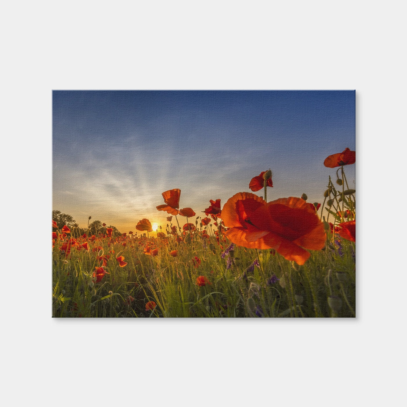 AUTO-MOCKUP WHITE | Charming Sunset in Poppy Field | 1 Piece | Gallery Wrap Canvas | group=4x3