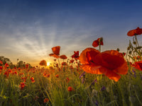 Charming sunset in poppy field Wall Art