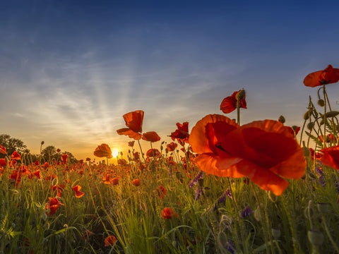 Charming sunset in poppy field Wall Art