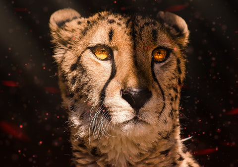 Cheetah Wall Art